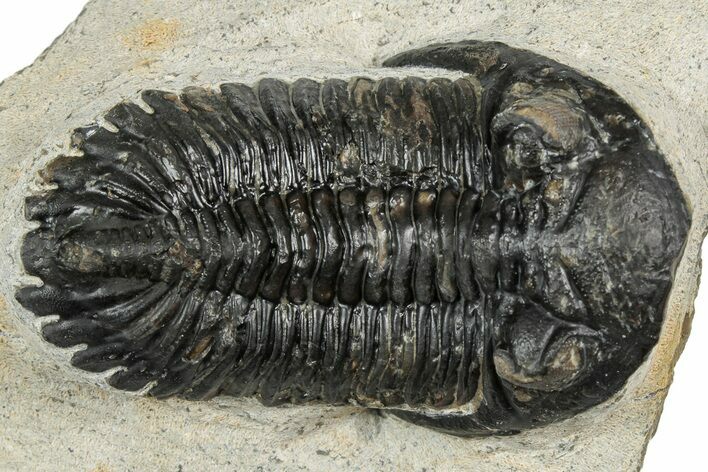 Detailed Hollardops Trilobite Fossil - Ofaten, Morocco #351263
